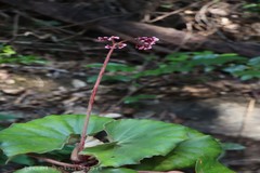 Begonia floccifera